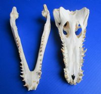 13-1/4 inches Authentic African Nile Crocodile Skull (CITES Permit #263852) for $189.99 <font color=red> Sale</font>