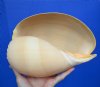 9-1/4 by 6-1/2 inches Beautiful Polished Crowned Baler Melon Shell for Sale - Buy this one for $14.99