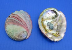3 to 4 inches Small Natural Red Abalone Shells <font color=red>Wholesale</font> -48 @ $2 each