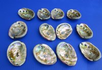 3 to 4 inches Small Natural Red Abalone Shells <font color=red>Wholesale</font> -48 @ $2 each