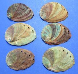 Natural Red Abalone Shells 4 to 4-3/4 inches <font color=red> Wholesale</font> -27 @ $3.45