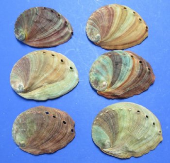 Red Abalone Shells 4 inches - 3 @ $5.50 each