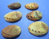 Red Abalone Shells 4 inches - 3 @ $5.50 each