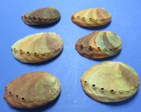 Natural Red Abalone Shells 4 to 4-3/4 inches <font color=red> Wholesale</font> -27 @ $3.45
