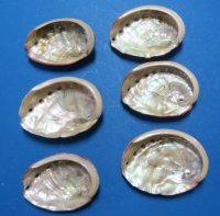 Natural Red Abalone Shells 4 to 4-3/4 inches <font color=red> Wholesale</font> -27 @ $3.45