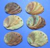 4 inches Small Natural Red Abalone Shells for Sale - Pack of 1 @ $7.99 each; Pack of 6 @ $6.25 each; 