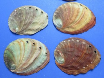 5 inches Natural Red Abalone Shell - $13.49 each; 6 @ $12.35 each