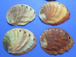 5 to 5-3/4 inches Natural Red Abalone Shells <font color=red> Wholesale</font> - 12 @ $7.70 each