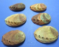 5 inches Natural Red Abalone Shell - $13.49 each; 6 @ $12.35 each