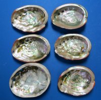 5 inches Natural Red Abalone Shell - $13.49 each; 6 @ $12.35 each