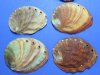 5 inches Natural Red Abalone Shell for Sale for Seashell Decor and Smudging - Pack of 1 @ $15.49 each; Pack of 6 @ $12.35 each; 