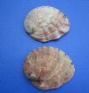 7 to 7-3/4 inches Large Red Abalone Shells for Sale in Bulk for Smudging - Pack of 1 @ $26.99 each; Pack of 3 @ $21.60 each; 