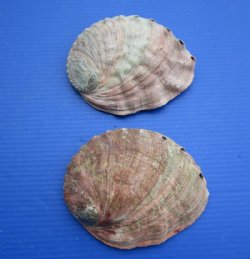 7 to 7-3/4 inches Large Red Abalone Shells <font color=red>Wholesale</font> - 7 @ $13.50 each