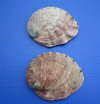 7 to 7-3/4 inches <font color=red>Wholesale</font> Large Red Abalone Shells for Sale in Bulk - Box of 7 @ $13.50 each