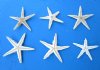 1 to 2 inches Small White Flat Starfish for Crafts, Off White in Color - Packed 100  @ .13 each; Bulk Pack of 500 @ .11 each