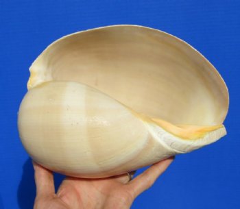 8-1/2 by 6-1/4 inches Polished Crowned Baler Melon Shell for Sale - Buy this one for $12.99