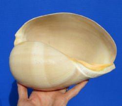 8-1/2 by 6-1/4 inches Polished Crowned Baler Melon Shell for Sale - Buy this one for $12.99