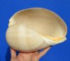 8-1/2 by 6-1/4 inches Polished Crowned Baler Melon Shell for Sale - Buy this one for $12.99