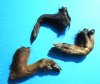 Three Real Georgia Wild Boar Hooves, Feet, Legs Cured with Formaldehyde, 8, 8-1/2 and 10 inches - Buy these 3 for $15.00 each