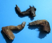 Three Real Georgia Wild Boar Hooves, Feet, Legs Cured with Formaldehyde, 8, 8-1/2 and 10 inches - Buy these 3 for $15.00 each