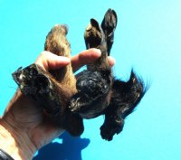 Three Real Georgia Wild Boar Hooves, Feet, Legs Cured with Formaldehyde, 8, 8-1/2 and 10 inches - Buy these 3 for $15.00 each