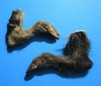 2 Real Georgia Wild Boar Hooves, Feet, Legs 9-1/4 and 10 inches, cured with formaldehyde - Buy these 2 for $15.00 each