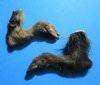 2 Real Georgia Wild Boar Hooves, Feet, Legs 9-1/4 and 10 inches, cured with formaldehyde - Buy these 2 for $15.00 each