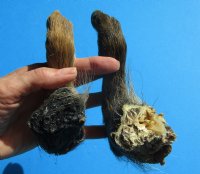 2 Real Georgia Wild Boar Hooves, Feet, Legs 9-1/4 and 10 inches, cured with formaldehyde - Buy these 2 for $15.00 each