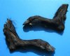 2 Cured Georgia Wild Boar Legs, Feet, Hoof for Sale preserved with formaldehyde 13-1/2 and 14 inches - Buy these 2 for $18.00 each