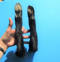 2 Cured Georgia Wild Boar Legs, Feet, Hoof for Sale preserved with formaldehyde 13-1/2 and 14 inches - Buy these 2 for $18.00 each