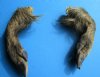 2 Cured Georgia Wild Boar Legs, Feet for Sale preserved with formaldehyde 11 and 12 inches - Buy these 2 for $18.00 each