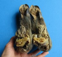 2 Cured Georgia Wild Boar Legs, Feet for Sale preserved with formaldehyde 11 and 12 inches - Buy these 2 for $18.00 each
