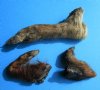 3 Real Georgia Wild Boar Feet, Legs, Hooves preserved with formaldehyde, 8-1/2, 9 and 13 inches - Buy all 3 of these for $41.99