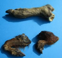 3 Real Georgia Wild Boar Feet, Legs, Hooves preserved with formaldehyde, 8-1/2, 9 and 13 inches - Buy all 3 of these for $41.99