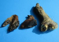 3 Real Georgia Wild Boar Feet, Legs, Hooves preserved with formaldehyde, 8-1/2, 9 and 13 inches - Buy all 3 of these for $41.99