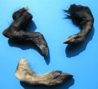 Three Real Georgia Wild Boar Legs, Hooves, Feet Cured with Formaldehyde, 6, 6-1/4 and 8-1/2 inches - Buy these 3 for $12.00 each