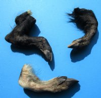 Three Real Georgia Wild Boar Legs, Hooves, Feet Cured with Formaldehyde, 6, 6-1/4 and 8-1/2 inches - Buy these 3 for $12.00 each