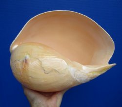 10-1/2 by 8-1/2 inches Polished Indian Volute Melon Shell for Sale for $19.99