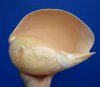 10-1/2 by 8-1/2 inches Lage Indian Volute Melon Shell for Sale, Melo  Melo with a Polished Exterior - Buy this one for $19.99