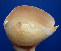10-1/2 by 8-1/2 inches Polished Indian Volute Melon Shell for Sale for $19.99