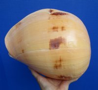 10-1/2 by 8-1/4 inches Large Polished Indian Volute Melon Shell, Melo Melo for Sale - Buy this one for $19.99