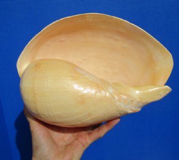 10 by 7-1/4 inches Large Polished Indian Volute Melon Shell for Sale - Buy this one for $19.99