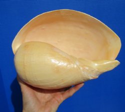 10 by 7-1/4 inches Large Polished Indian Volute Melon Shell for Sale - Buy this one for $19.99