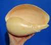 10 by 7-1/4 inches Large Polished Indian Volute Melon Shell for Sale - Buy this one for $19.99