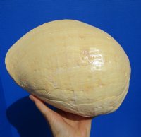 10 by 7-1/4 inches Large Polished Indian Volute Melon Shell for Sale - Buy this one for $19.99