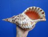 12-3/4 inches Authentic Pacific Triton's Trumpet Shell with a Gloss Finish (small chip in lip) - Buy this one for $89.99