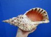 13-1/8 inches Fabulous Pacific Trumpet Trumpet Seashell for Sale Polished to a Gloss Finish - Buy this one for $99.99