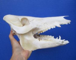 10-1/4 inches Real Georgia Wild Boar, Hog Skull for $59.99