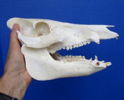 9 inches Georgia Wild Hog, Boar Skull for $54.99