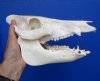 9 inches Georgia Wild Hog Skull, Wild Boar - Buy this one for $54.99